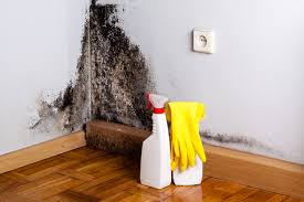 Best Mold Damage Restoration  in Elida, OH